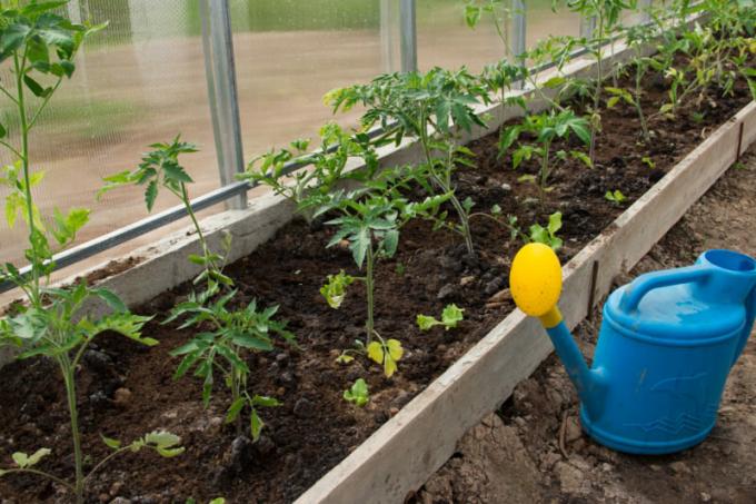 Kaip sodinti pomidorų daigai apaugę