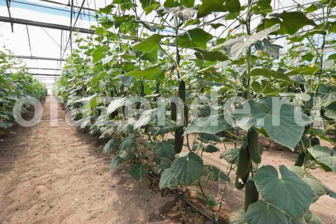 Augantys agurkai. Iliustracija straipsnyje naudojamas standartinis licencijos © ofazende.ru