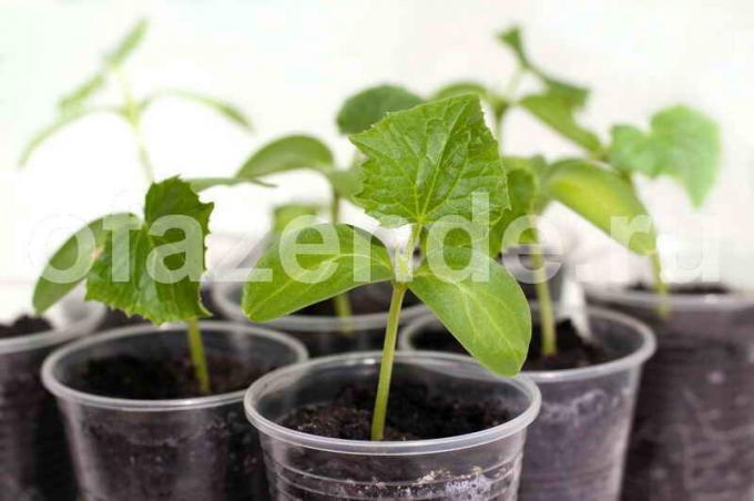 Sodinukai agurkai. Iliustracija straipsnyje naudojamas standartinis licencijos © ofazende.ru