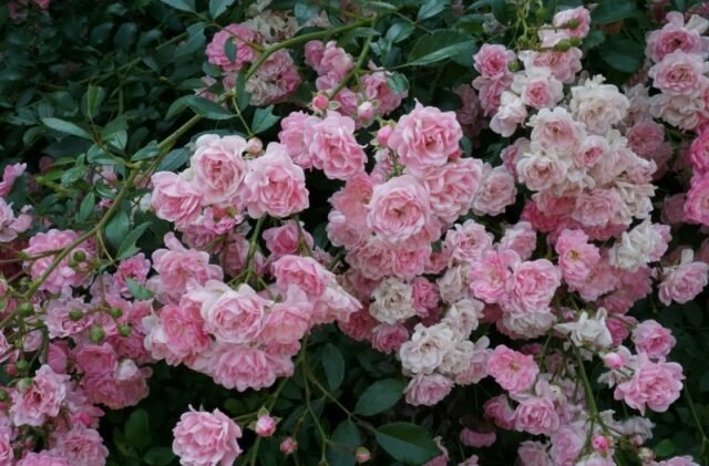 Groundcover rožės žydi ant ūglių įvairaus amžiaus