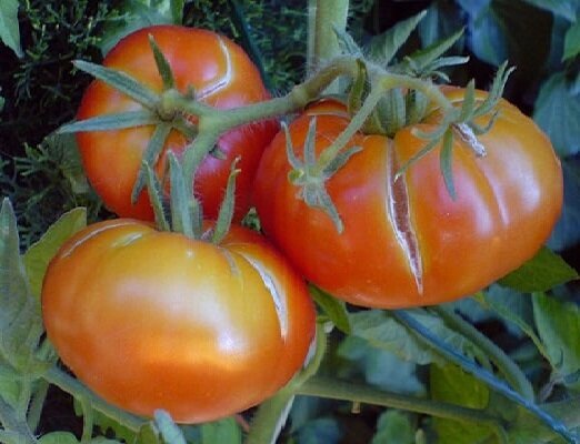 2 klaida, kai auga pomidorai, dėl kurių vaisiai pradeda kreko