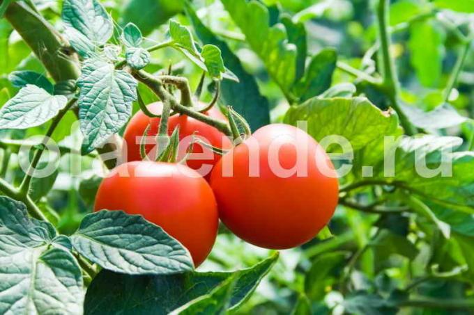 Pomidorai konservavimui. Iliustracija straipsnyje naudojamas standartinis licencijos © ofazende.ru