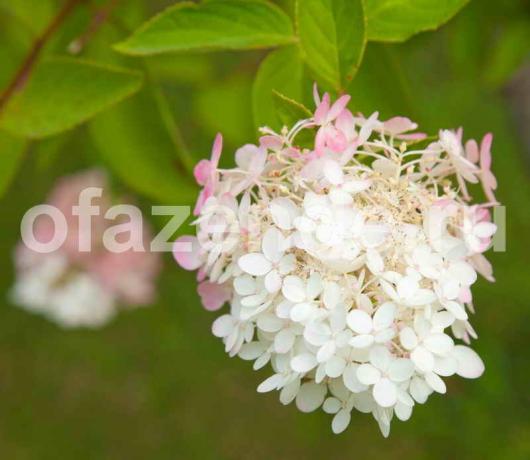 Hortenzija gubojos. Iliustracija straipsnyje naudojamas standartinis licencijos © ofazende.ru