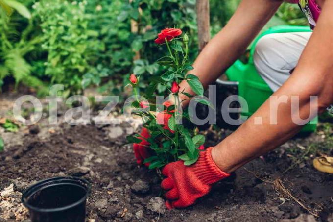 Augantys rožės. Iliustracija straipsnyje naudojamas standartinis licencijos © ofazende.ru