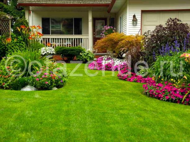 Žydi veją priešais namą savo rankomis: Patarimai sodininkams