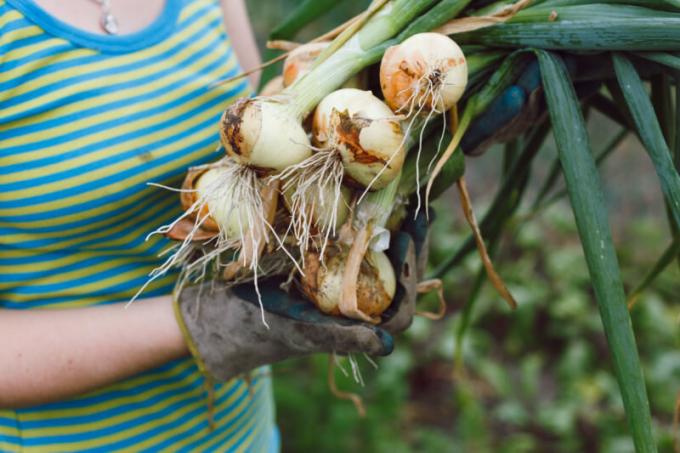 Augti didelis svogūnas, jums reikia žinoti keletą agronomijos gudrybės. Iliustracija straipsnyje naudojamas standartinis licencijos © ofazende.ru