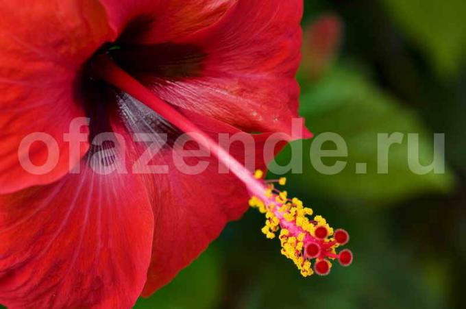 Kinų rožė, vienas iš mano mėgstamiausių spalvų. Iliustracija straipsnyje naudojamas standartinis licencijos © ofazende.ru