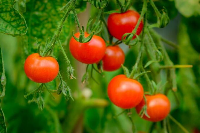 Derliaus pomidorai. Iliustracija straipsnyje naudojamas standartinis licencijos © ofazende.ru