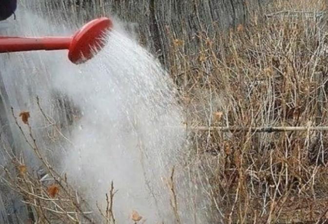 Kodėl patyrę sodininkai į verdantį vandenį pavasarį užpilami serbentų krūmams