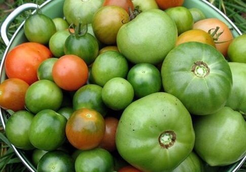 Kaip aš išsaugojimas žali pomidorai žiemą. Skanus receptas