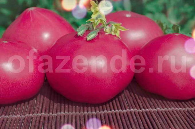 Vintage rožiniai pomidorai. Iliustracija straipsnyje naudojamas standartinis licencijos © ofazende.ru