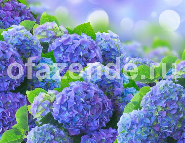 Auginimas hydrangeas. Iliustracija straipsnyje naudojamas standartinis licencijos © ofazende.ru