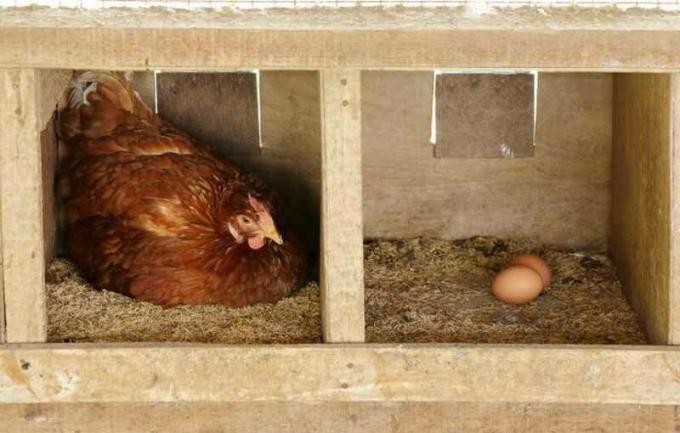SHELL kiaušiniai namų ilgiau naudingų junginiai