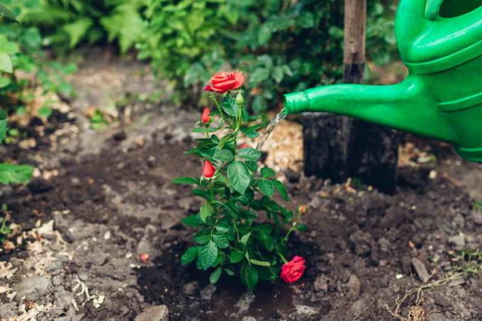 Priežiūra sodinukų rožių. Iliustracija straipsnyje naudojamas standartinis licencijos © ofazende.ru