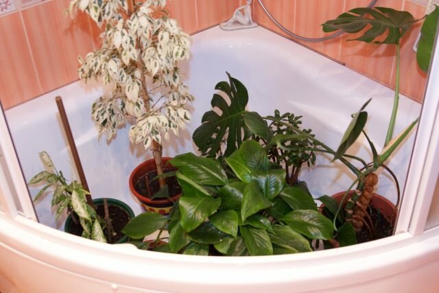 Karšto dušo kambarines gėles: atskleidžia paslaptis