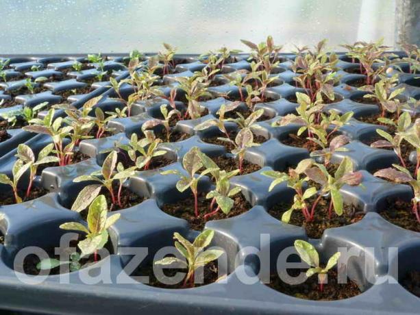 Augantis vienmečiai iš sėklų savo rankomis (Nuotrauka naudojamas pagal standartinį licencijos © ofazende.ru)