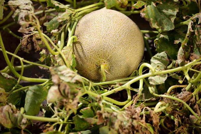 Auga melionai. Iliustracija straipsnyje naudojamas standartinis licencijos © ofazende.ru