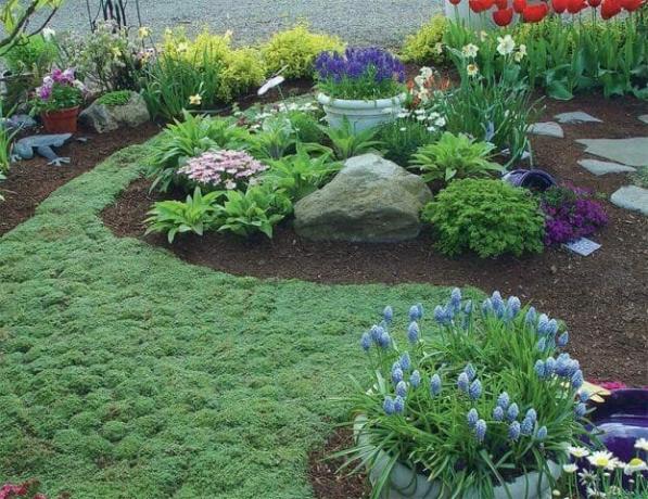 A groundcover augalų kilimas: žydėjimo vejos alternatyva - Patarimai sodininkams