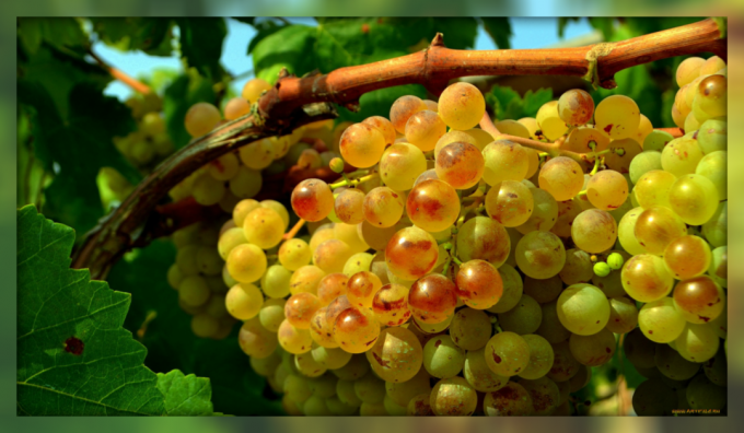Kaip kompetentinga genėjimas padės žymiai padidinti vynuogių per vynuogių derlius