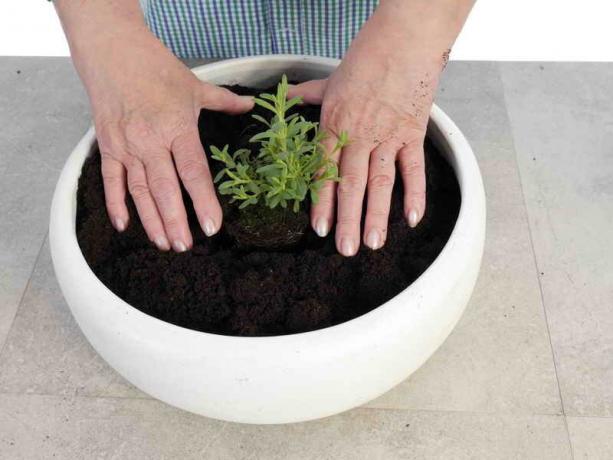 Persėdimas konteinerių augalai su savo rankas: Patarimai sodininkams