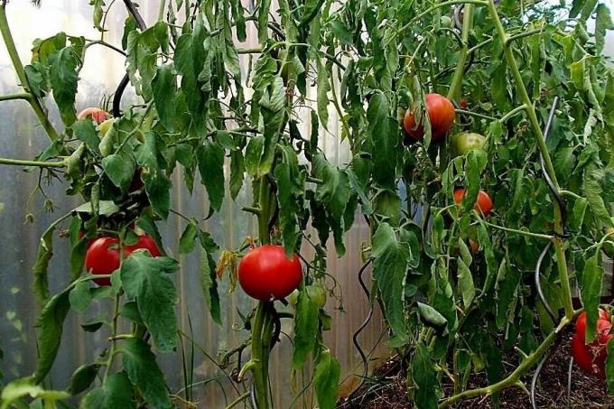Pagrindinės klaidos pomidorų auginimą, dėl kurių derlius gali būti žymiai sumažinta