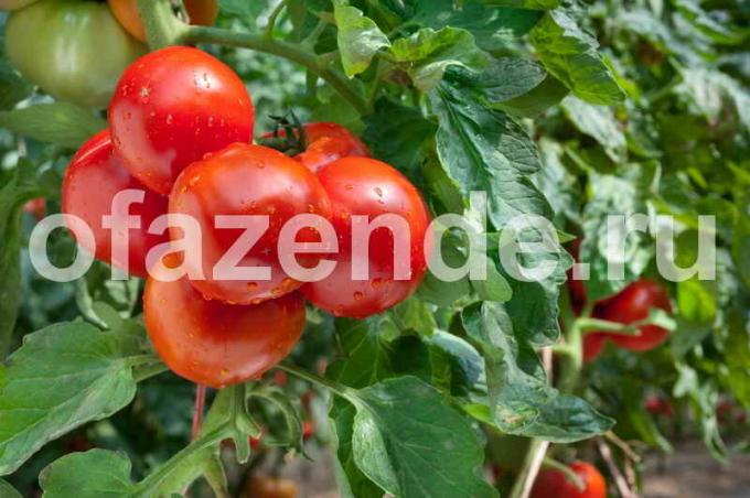 Ankstyvi veislių pomidorų. Iliustracija straipsnyje naudojamas standartinis licencijos © ofazende.ru