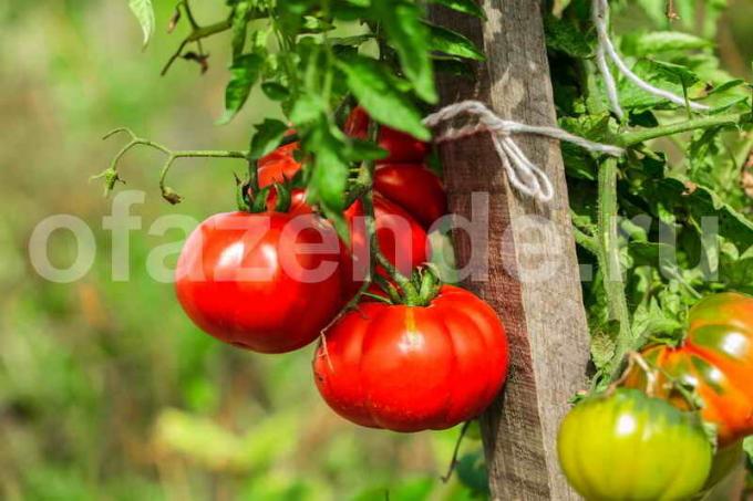 Augantys pomidorai. Iliustracija straipsnyje naudojamas standartinis licencijos © ofazende.ru