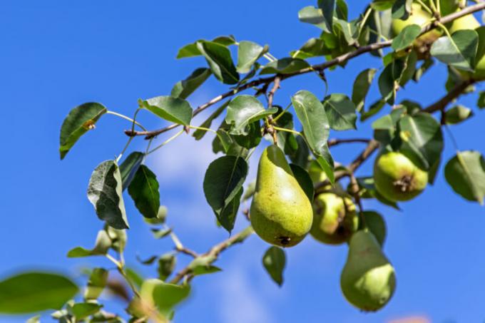 Kodėl nukristi kiaušidžių o obuolių, slyvų, vyšnių ir kitų medžių vaisius