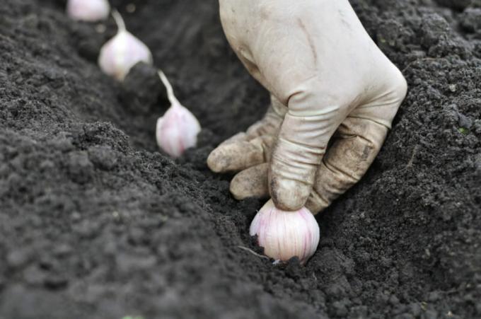 Sodininkai reikia prieš žiemą žinoti česnakų sodinimo taisykles. Iliustracija straipsnyje naudojamas standartinis licencijos © ofazende.ru