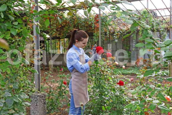 Augantys rožės. Iliustracija straipsnyje naudojamas standartinis licencijos © ofazende.ru