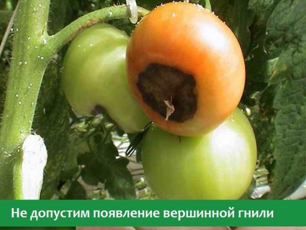 Žiedų amaras pomidorai (Nuotrauka iš atvirų interneto šaltinių)