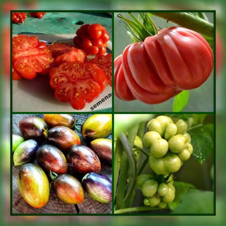 5 labiausiai neįprastas ir skanus pomidorų veislių jūsų sode