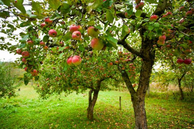 Daugelis sodininkų susiduria su tokia problema, kai obuoliai pūva nuo "Apple". Iliustracija straipsnyje naudojamas standartinis licencijos © ofazende.ru