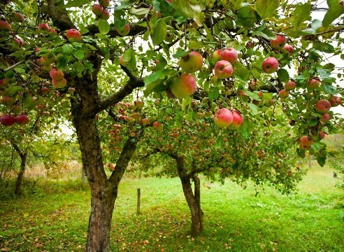 Kaip auginti obelis sodas