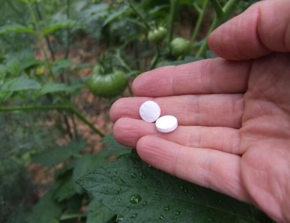 Kaip padidinti produktyvumą ir gydyti augalus nuo miltligės naudojant aspirino
