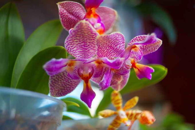 Žydintys orchidėjų. Iliustracija straipsnyje naudojamas standartinis licencijos © ofazende.ru