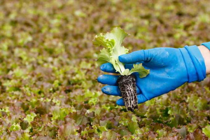 Romaine salotos auginami daigai metodą. Iliustracija straipsnyje naudojamas standartinis licencijos © ofazende.ru