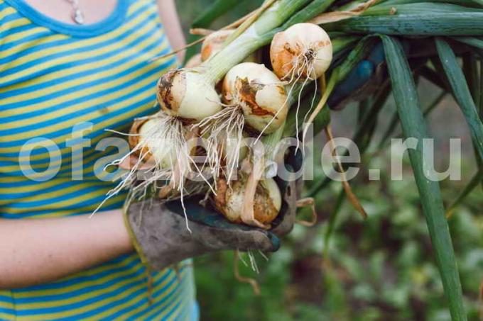 Kaip gauti didelį derlių svogūnų: 4 Patarimai