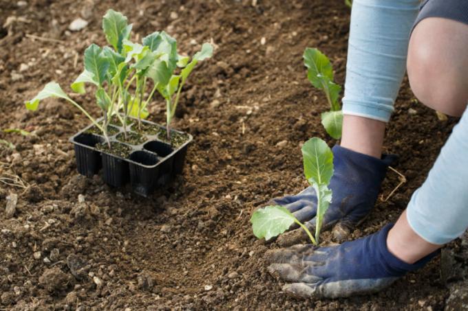 Žiediniai kopūstai gausu maistinių medžiagų ir vitaminų, todėl daugelis sodininkų augti. Iliustracija straipsnyje naudojamas standartinis licencijos © ofazende.ru