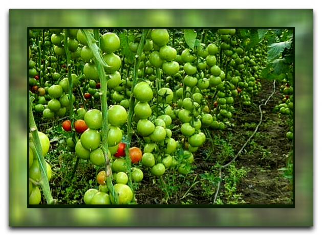 Kaip ir kodėl nutraukti pomidorų lapus, kad jūs gaunate didelį derlių, ir kodėl šis metodas yra toks populiarus,