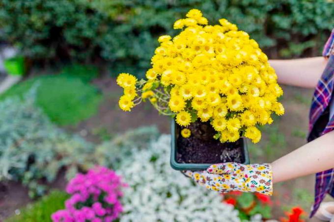 Sodinimo chrizantemos. Iliustracija straipsnyje naudojamas standartinis licencijos © ofazende.ru