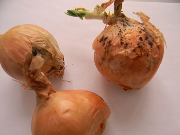 6 pavojingiausios svogūnų ligos