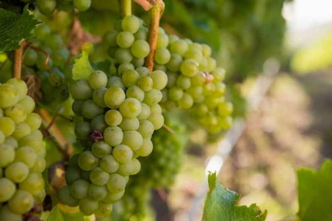 Kaip auginti vynuoges be pernelyg daug vargo