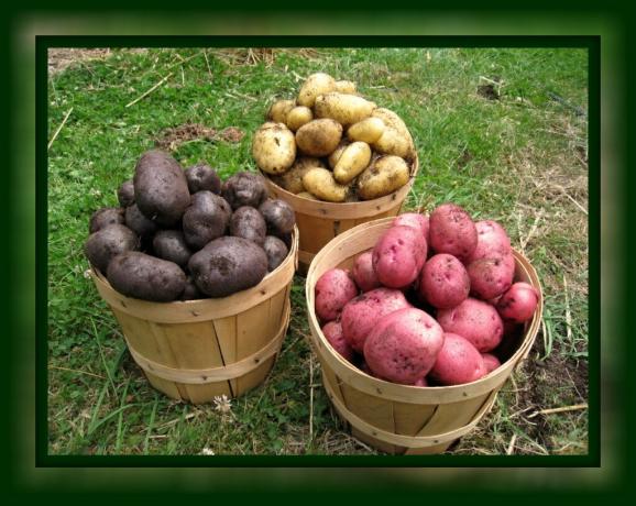 Kaip sutaupyti bulves švieži iki pavasario namie, be rūsių (paprastas paprastas būdas) 🥔🥔🥔