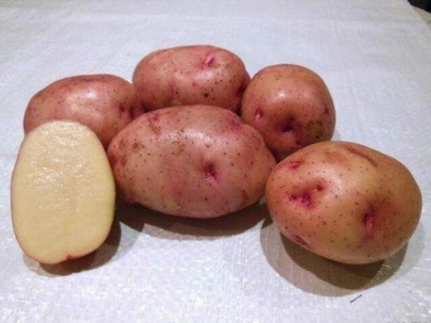 Bulvių veislių, "Zhukovsky anksti"