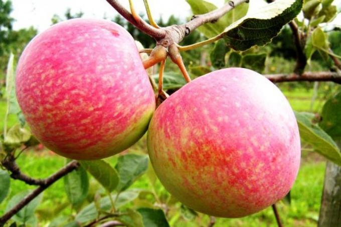 Paruoškite obuolių į kitą sezoną. Kaip padidinti ateinančių metų derlių 1,5 karto