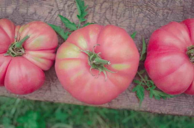Pink pomidorai. Iliustracija straipsnyje naudojamas standartinis licencijos © ofazende.ru