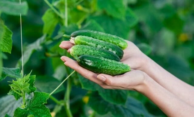 Auga skanus agurkai: patyrusių sodininkų paslaptis