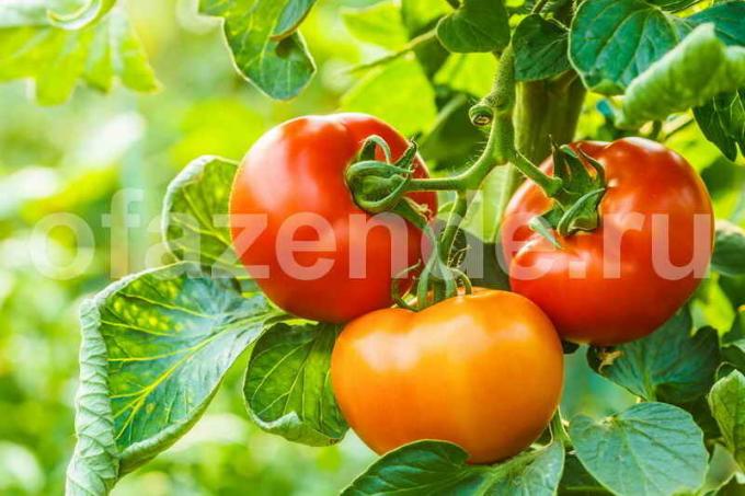 Auga pomidorai šiltnamyje (Nuotrauka naudojamas pagal standartinį licencijos © ofazende.ru)