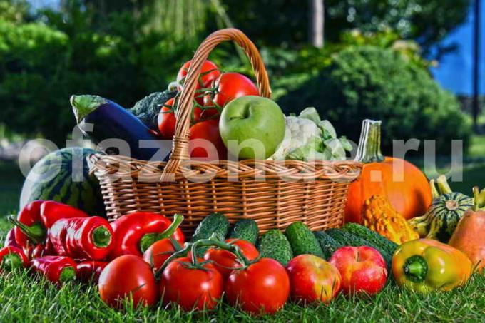 Daržovės ant salotų. Iliustracija straipsnyje naudojamas standartinis licencijos © ofazende.ru